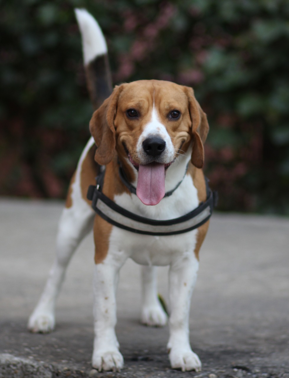 beagle  dog  brown free photo