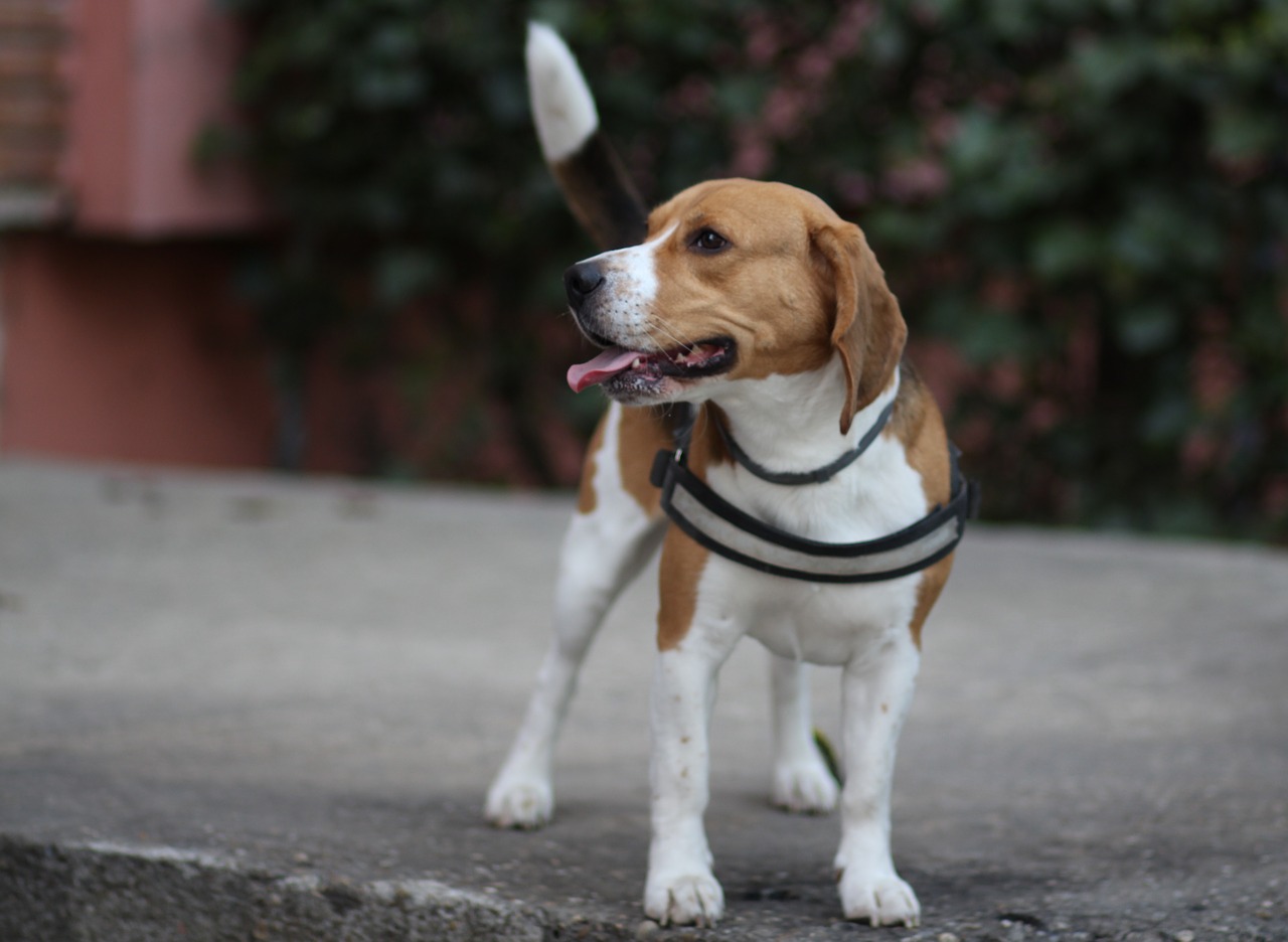 beagle  dog  brown free photo