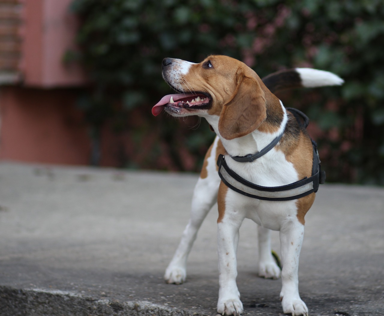 beagle  dog  brown free photo