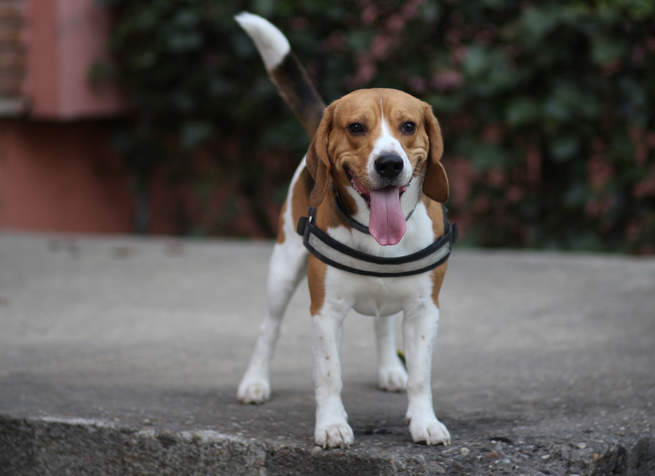 beagle  dog  brown free photo