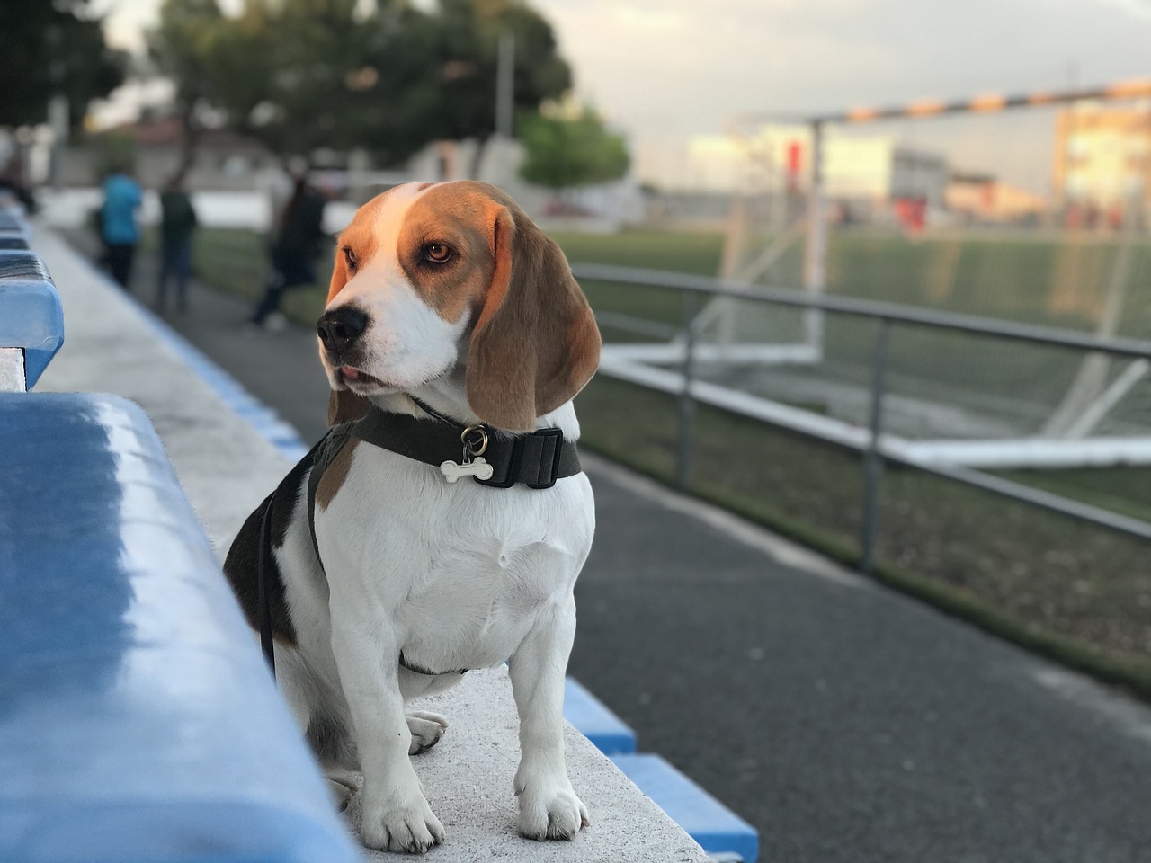 beagle  dog  puppy free photo