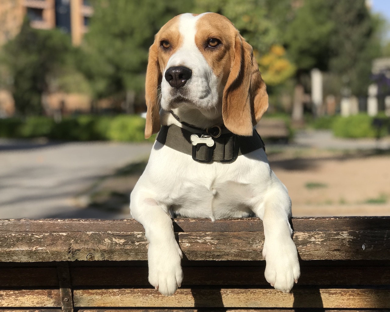 beagle  dog  puppy free photo