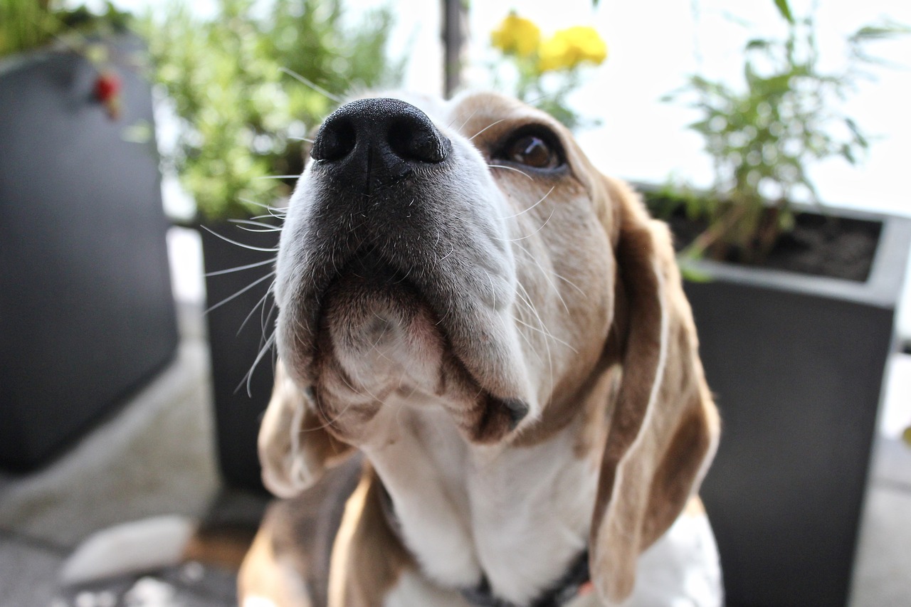 beagle  dog  cute free photo