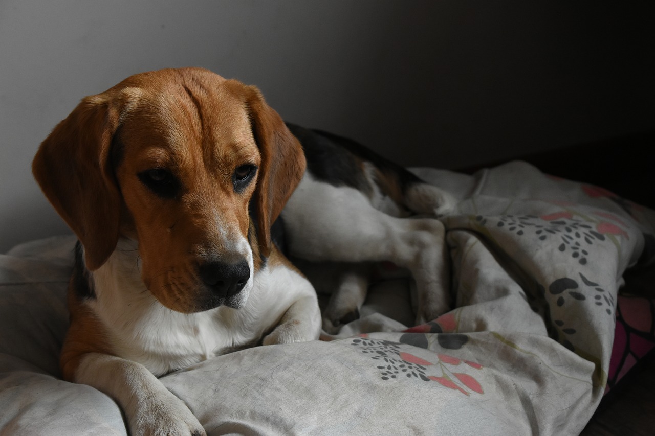 beagle  tricolor  dog free photo