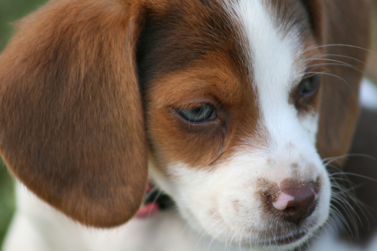 beagle  puppy  dog free photo