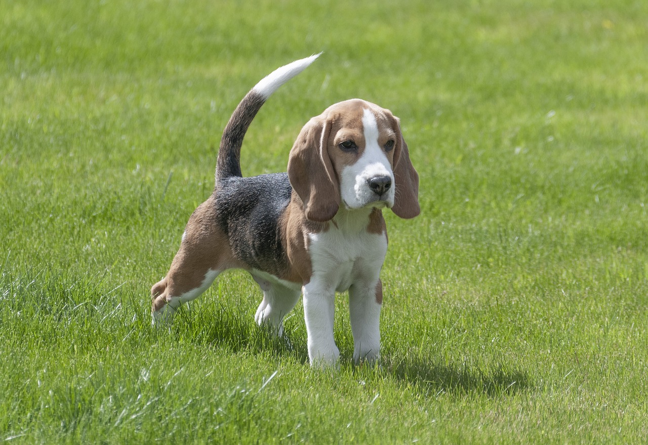 beagle  dog  puppy free photo