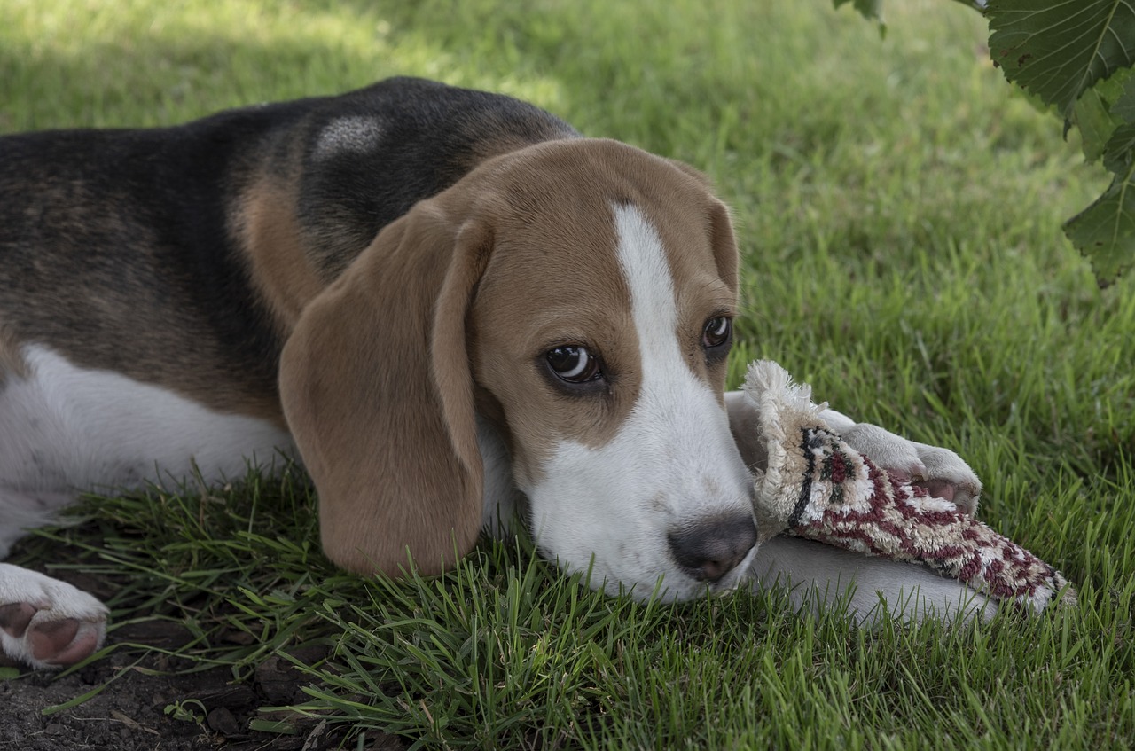 beagle  dog  puppy free photo