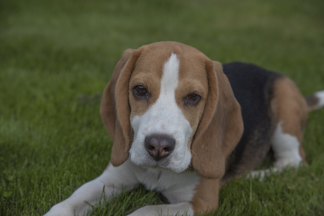 beagle  dog  puppy free photo