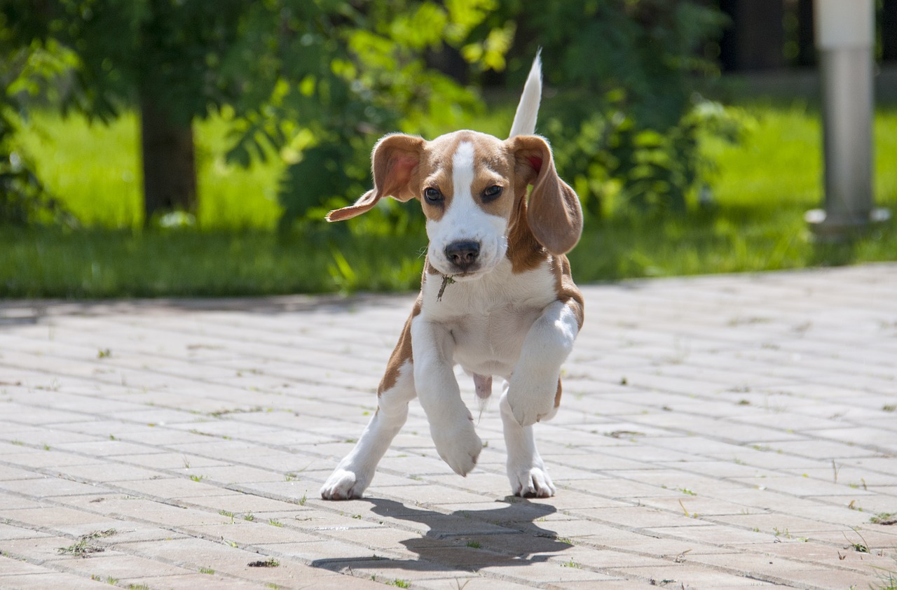 beagle  dog  puppy free photo