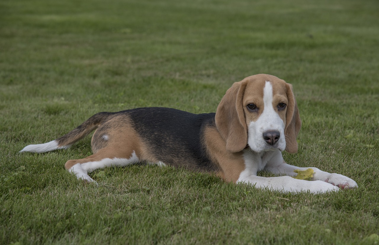 beagle  dog  pet free photo