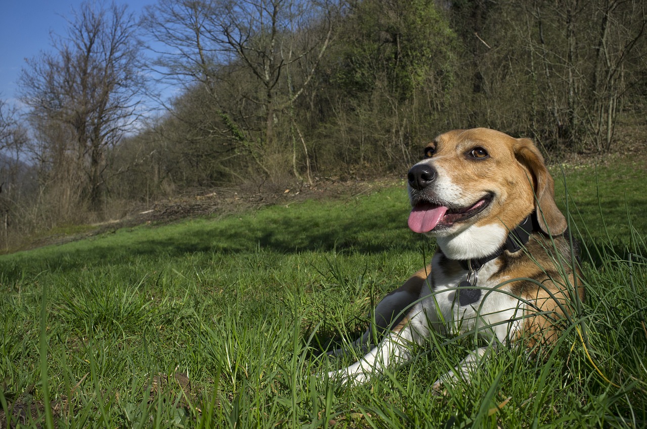 beagle  dog  pet free photo