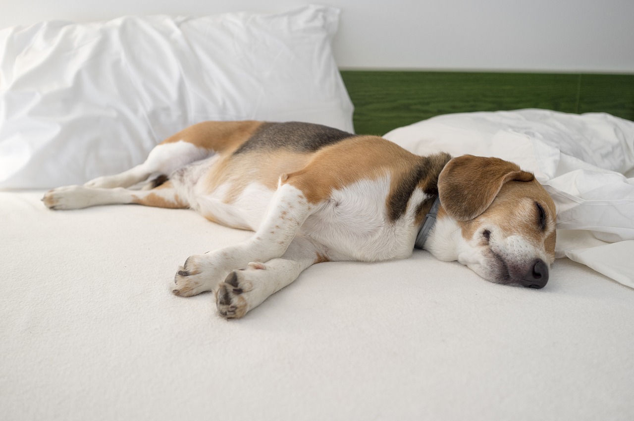 beagle  dog  animal free photo