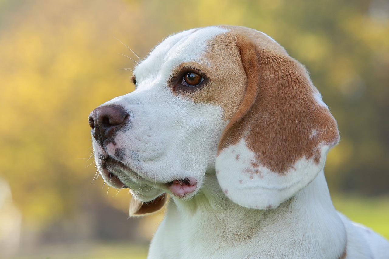 beagle  hunting dog  breeding male free photo