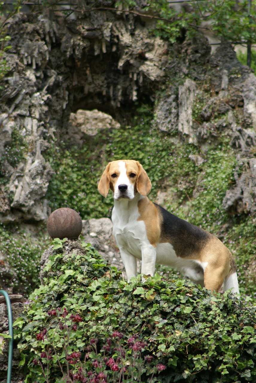 beagle  hunting dog  purebred dog free photo