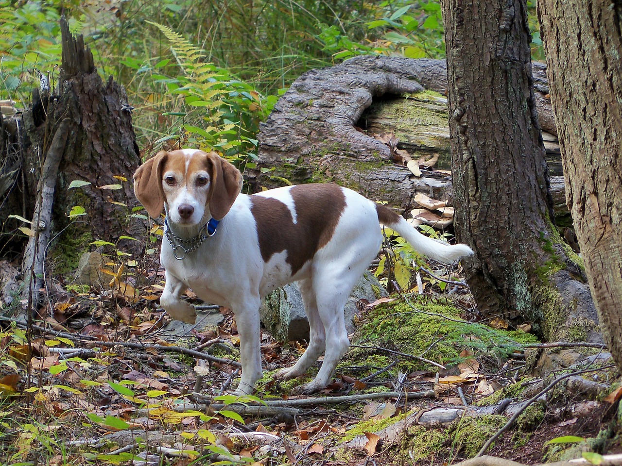 beagle dog purebred free photo