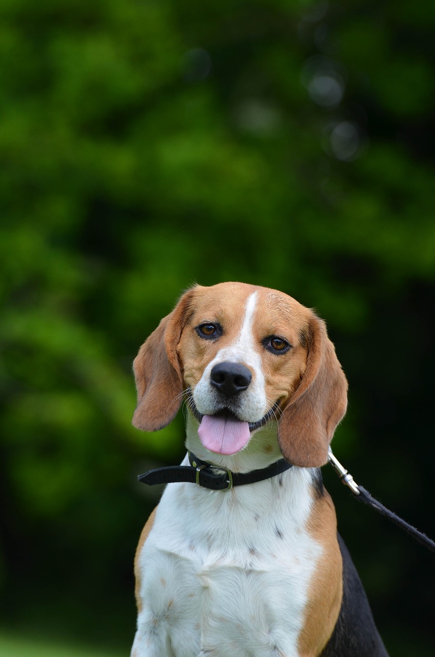 beagle pack dog portrait free photo