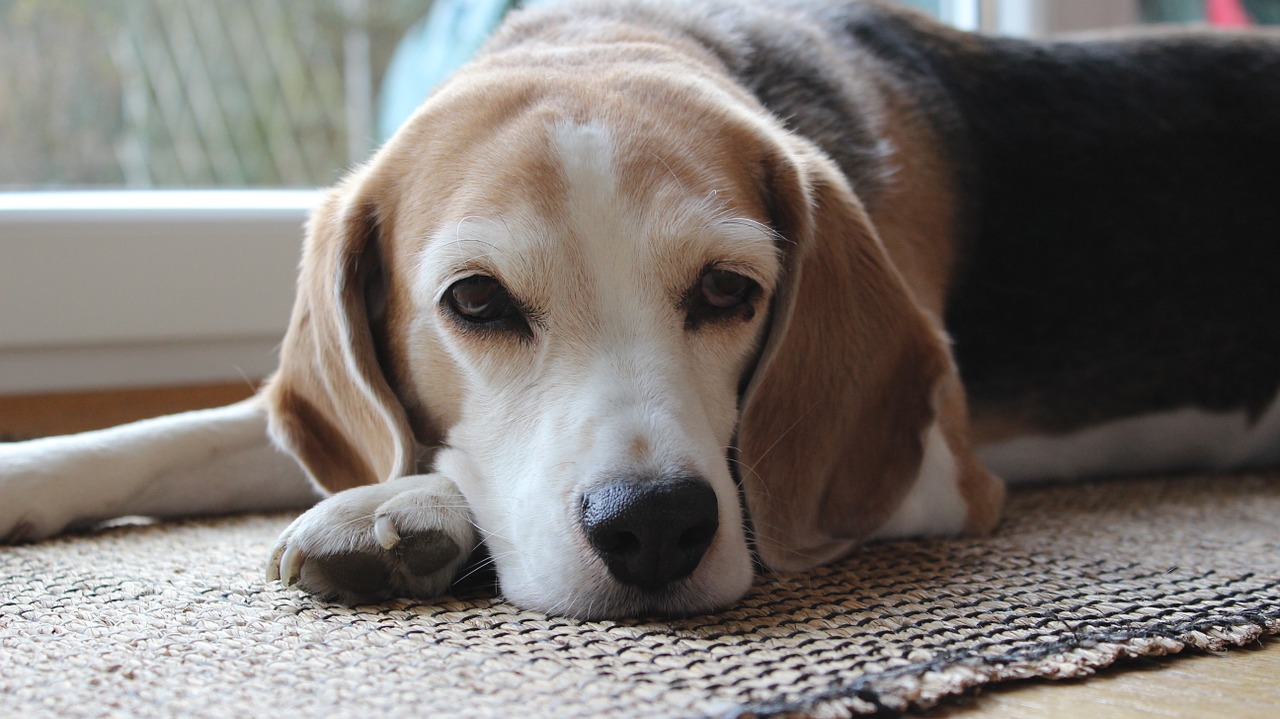 beagle dog lazing around free photo