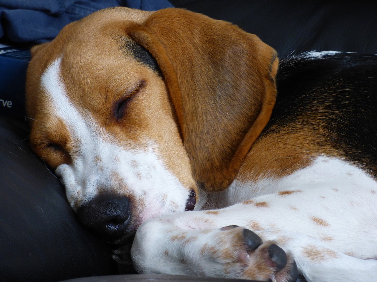beagle dog sleeping free photo