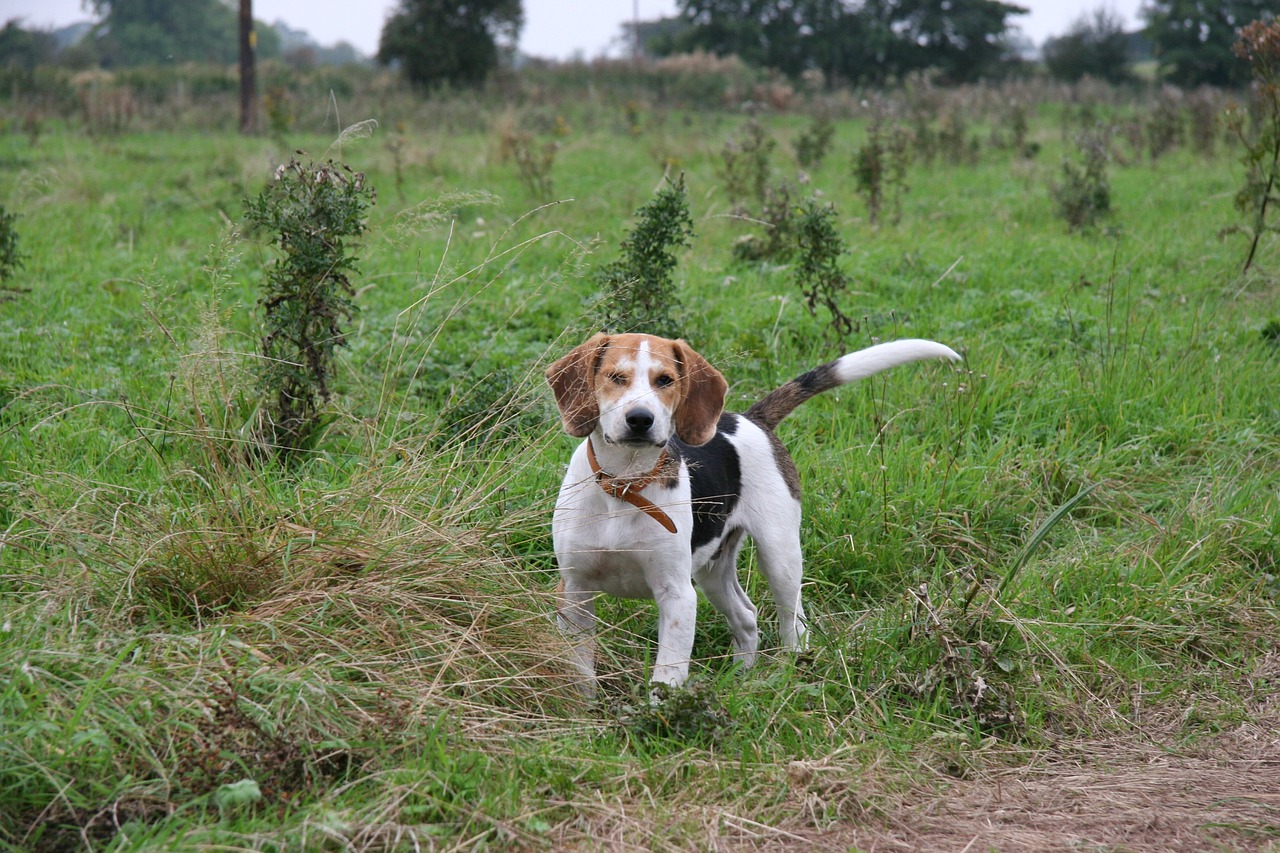 beagle beagle pup dog free photo