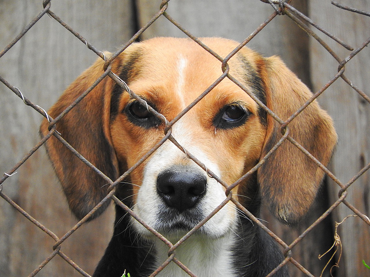 beagle dog imprisoned free photo