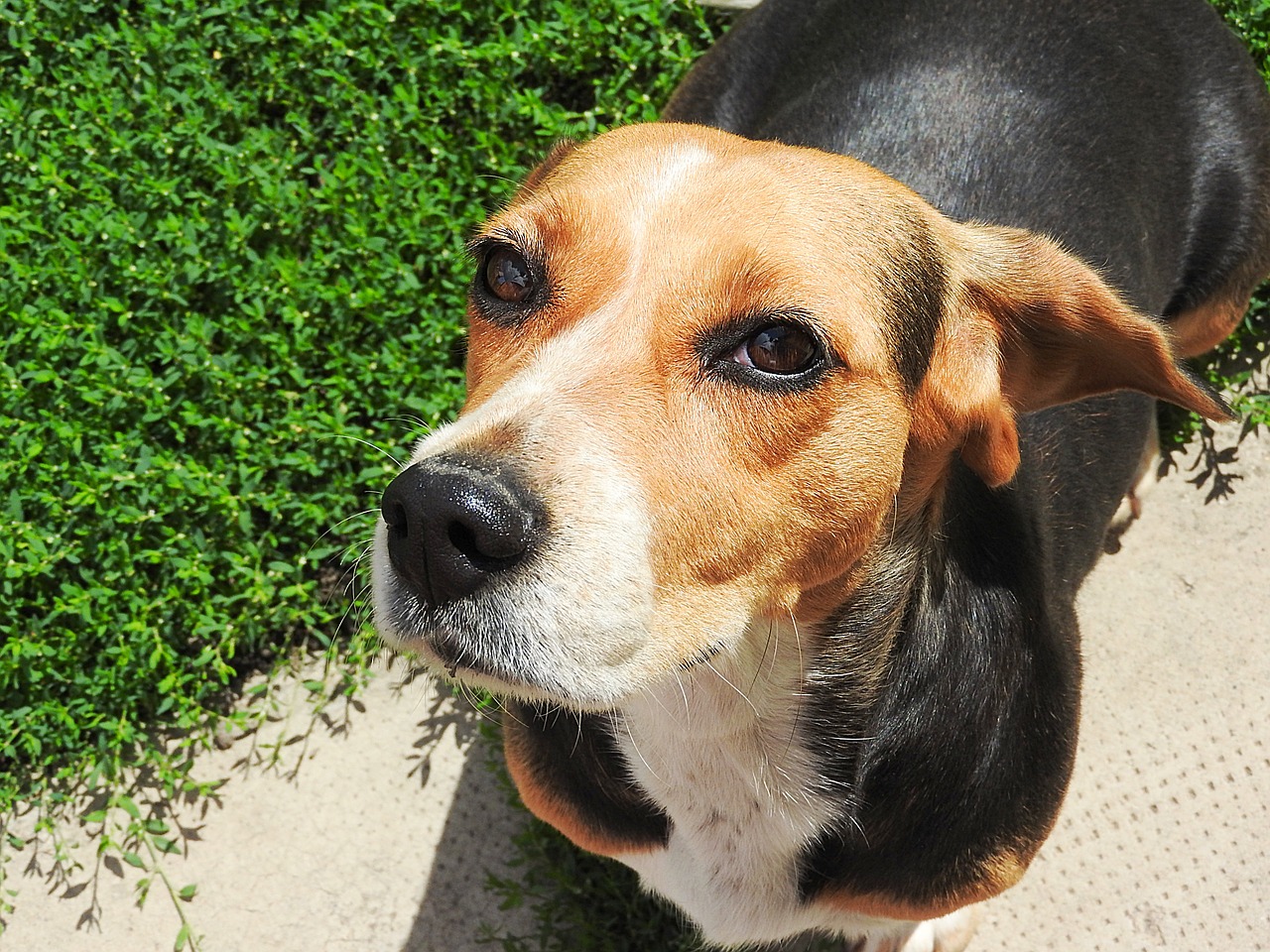 beagle dog pet free photo