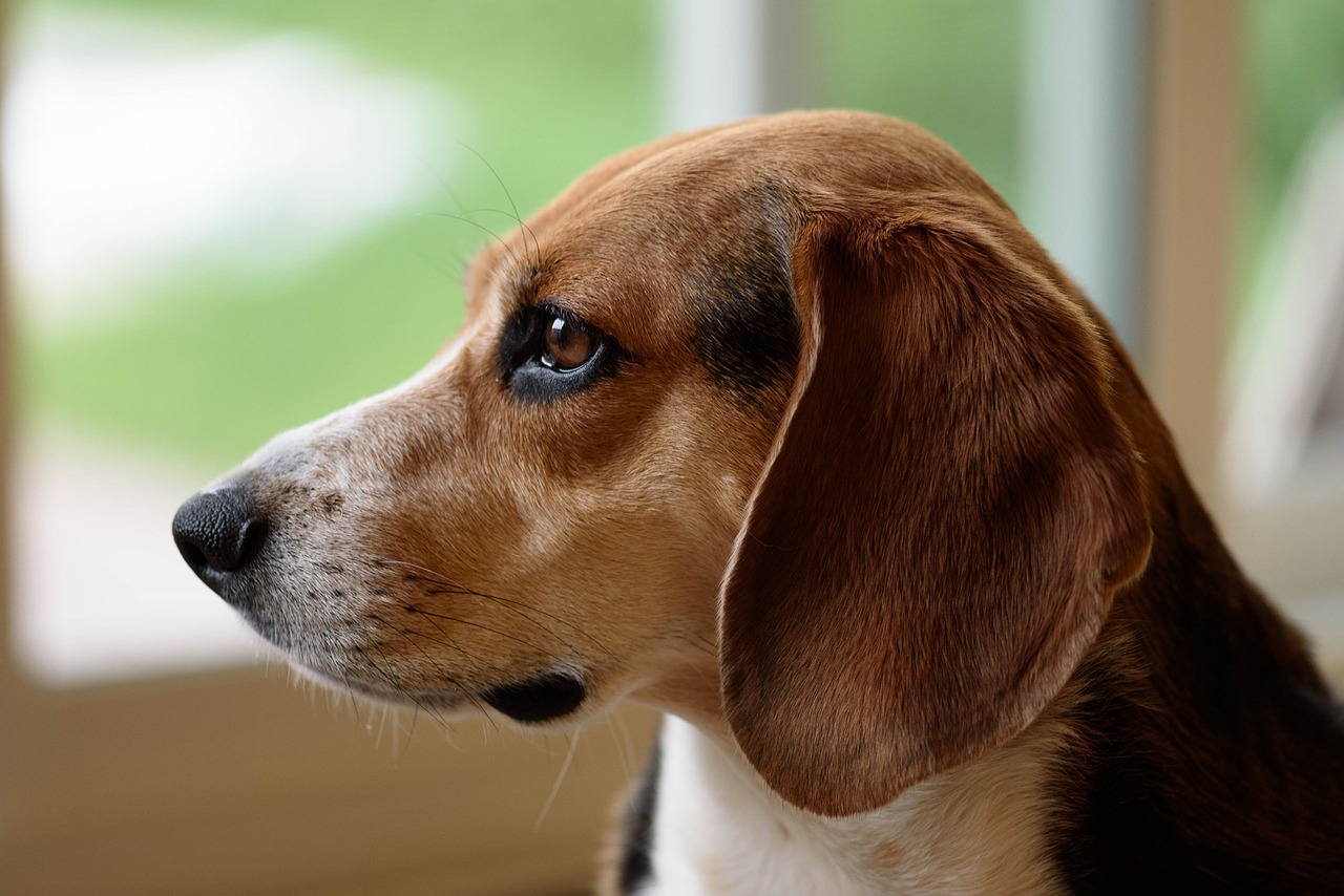 beagle dog canine free photo