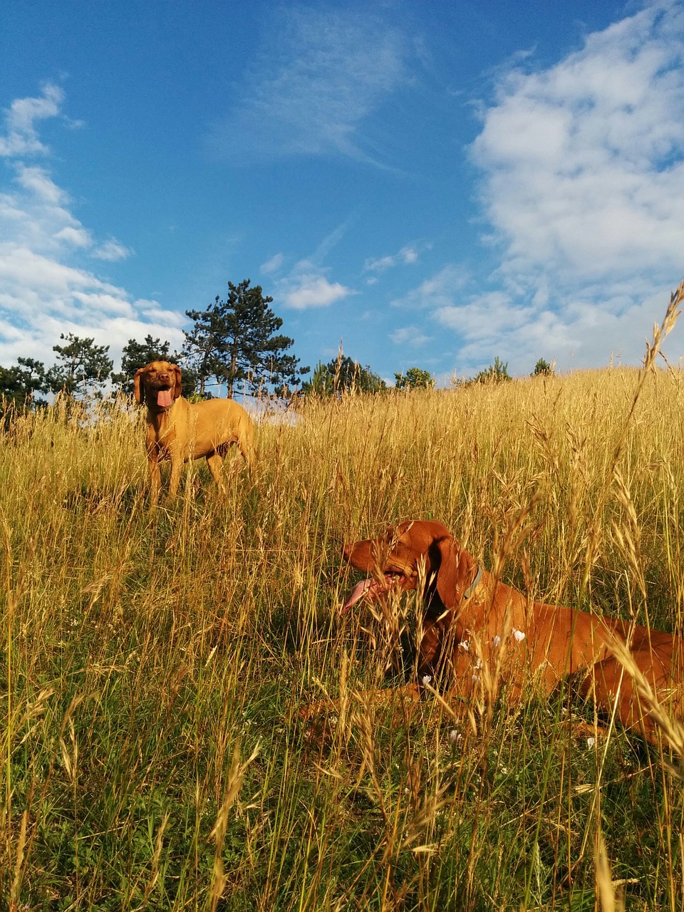 beagle hiking dogs free photo
