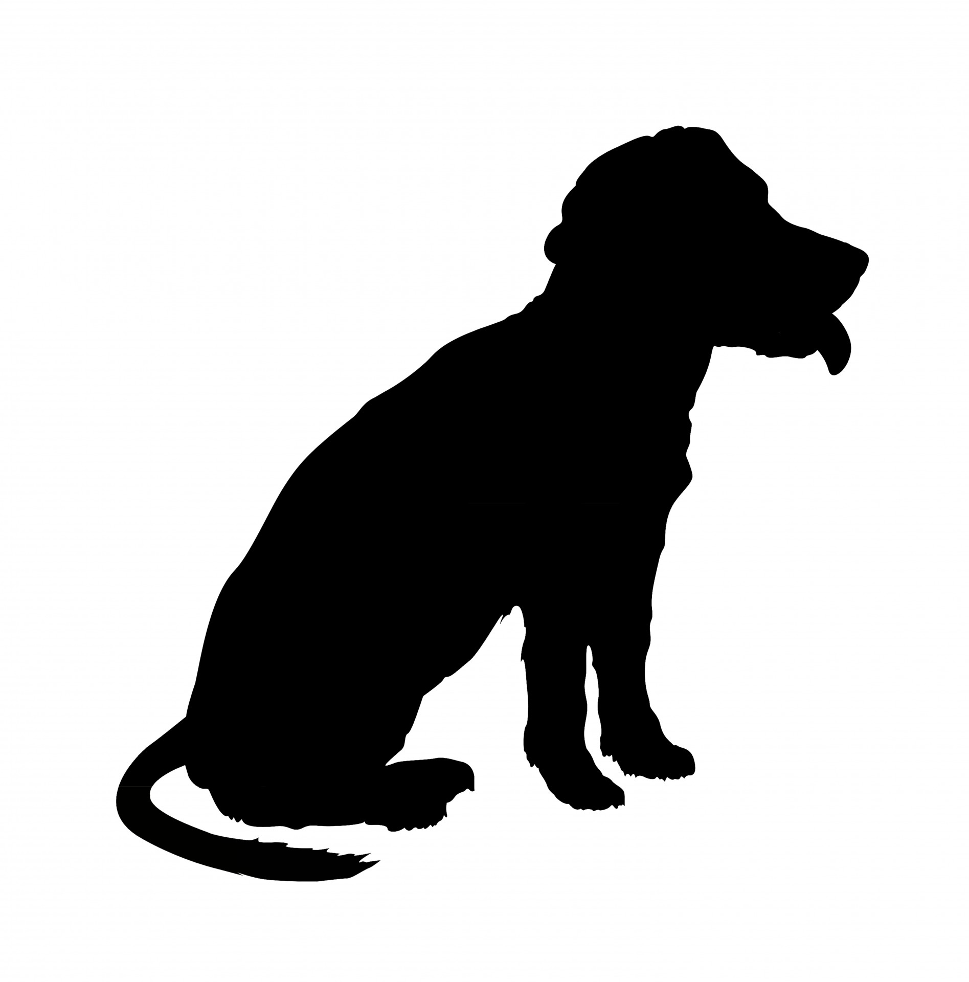 silhouette dog animal free photo