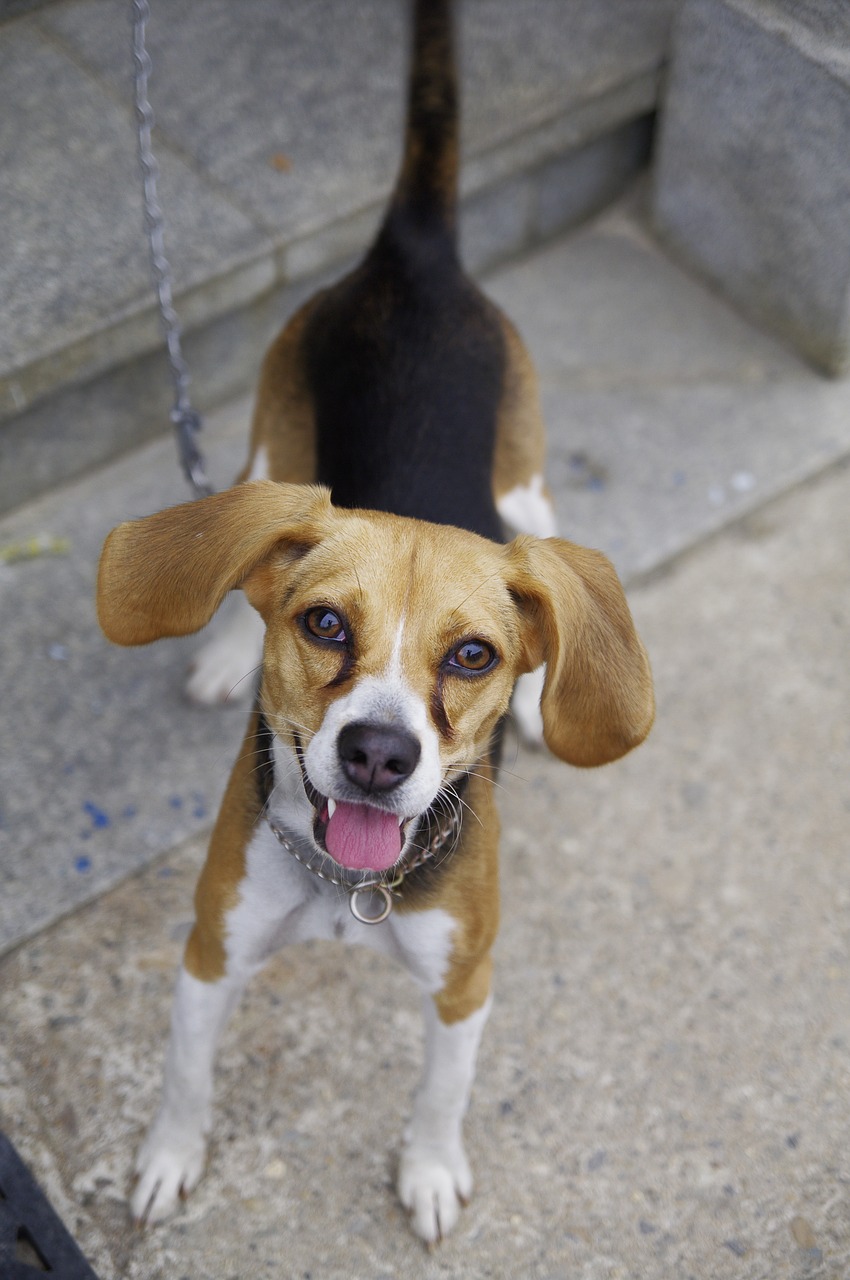 beagle harrier puppy dog free photo