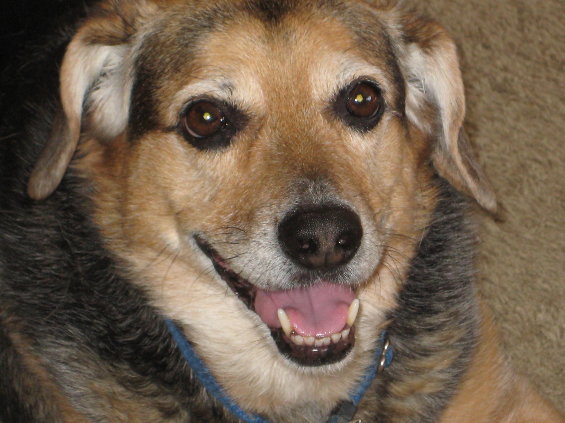 dog happy beagle mix free photo