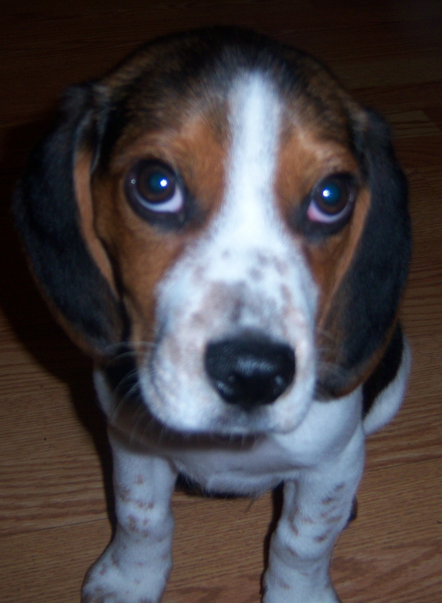 beagle pure bred cute free photo