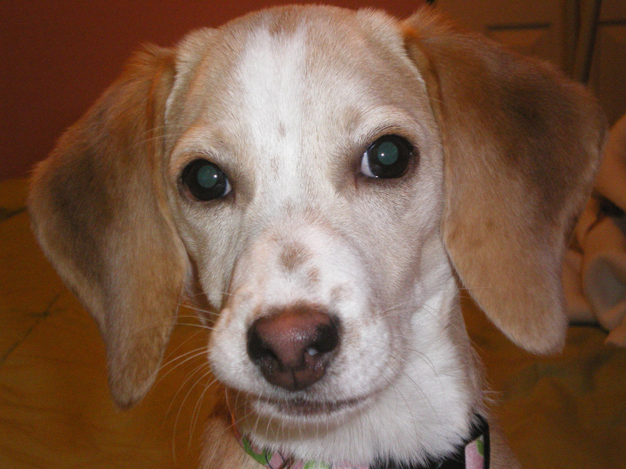 beagle dog puppy free photo