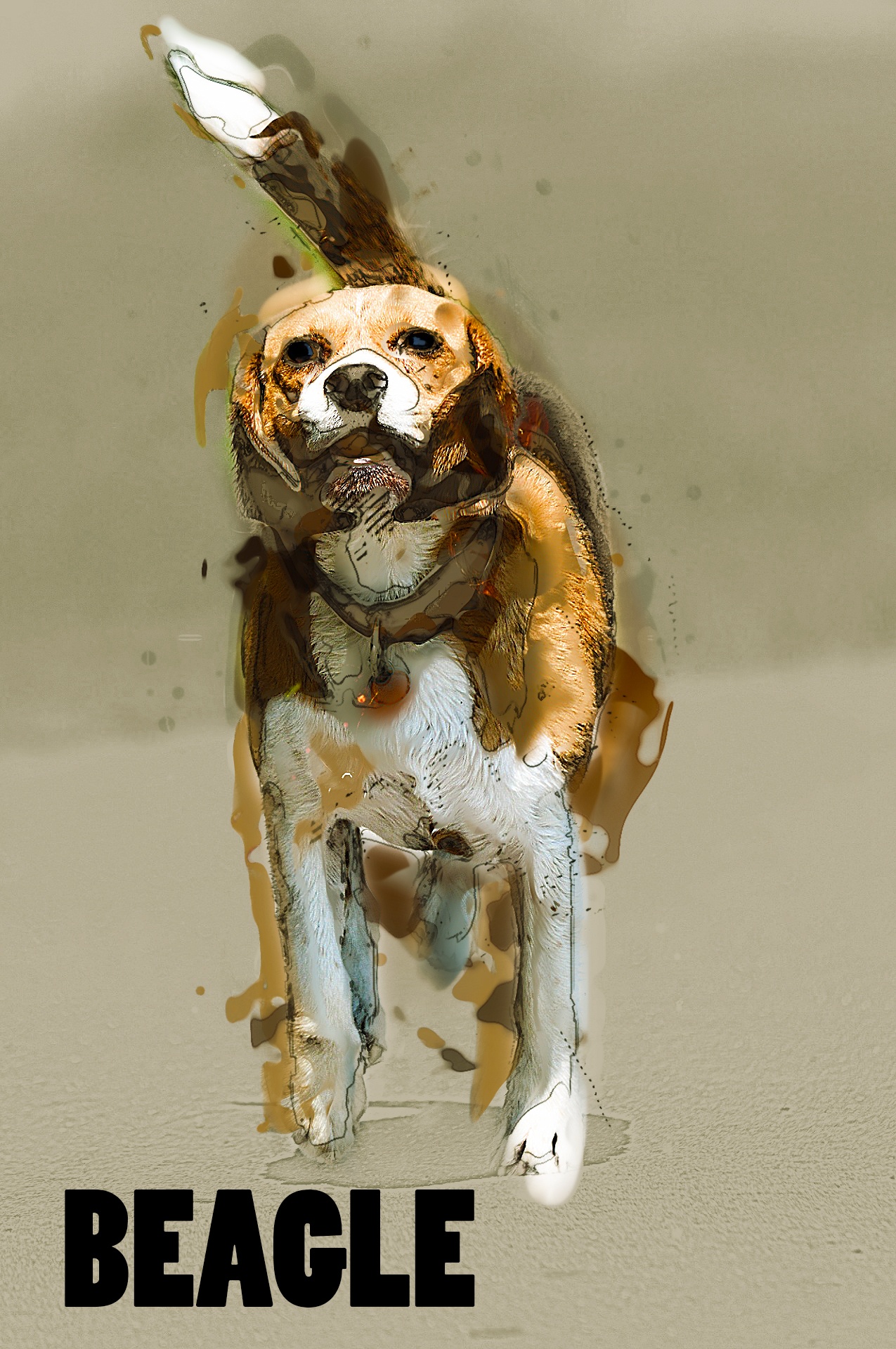 dog dogs beagle free photo