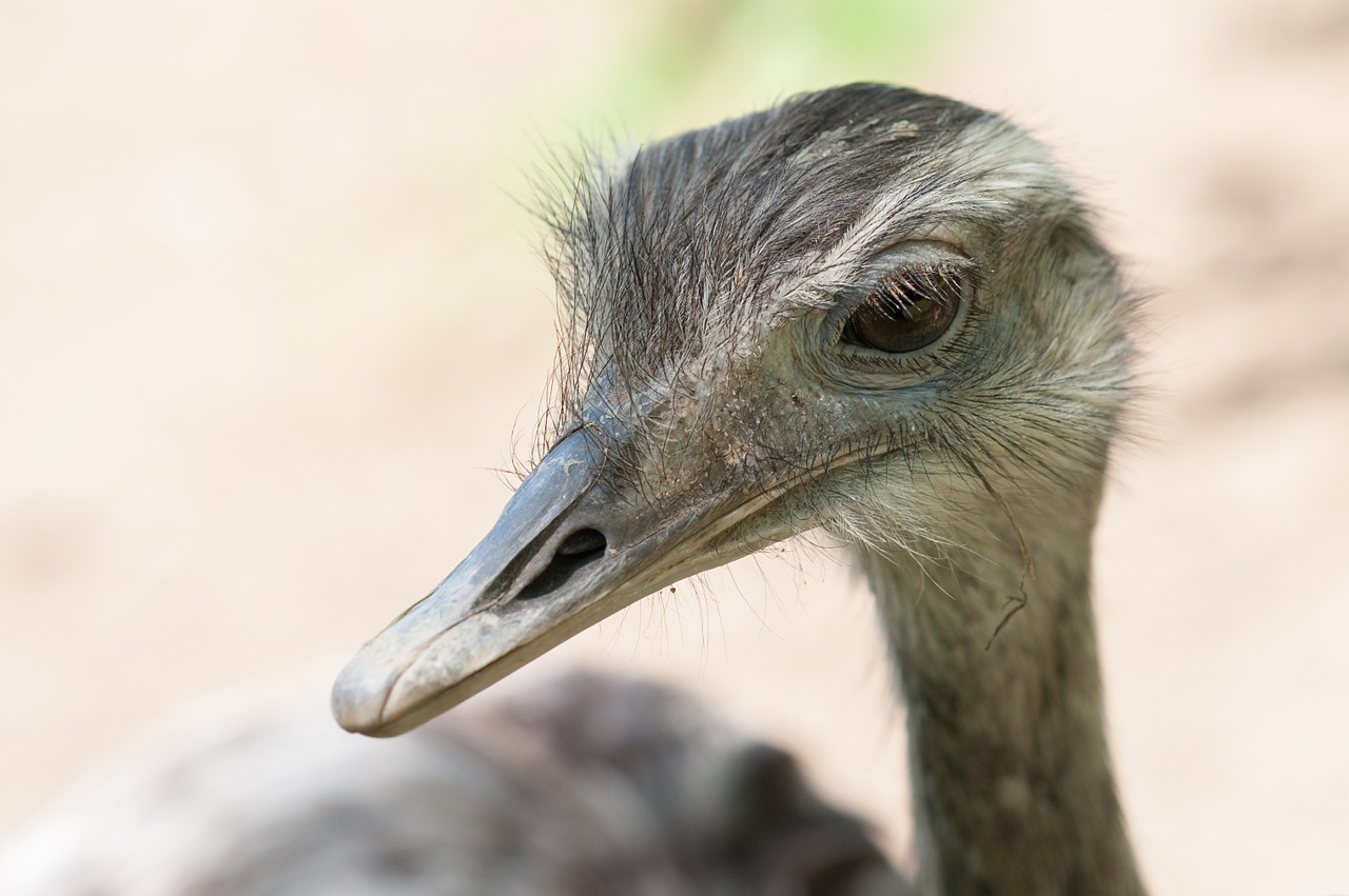beak ostrich nandu free photo