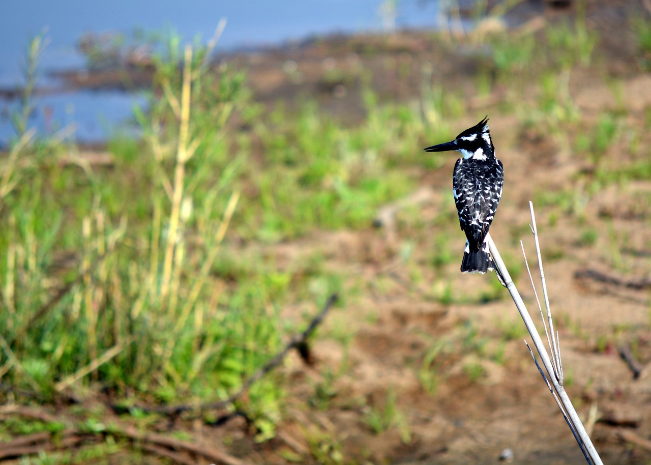 king fischer wild bird kruger park free photo