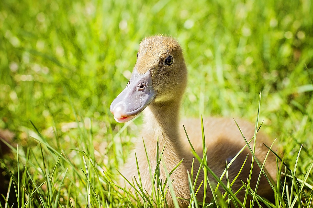 duckling beak laying free photo