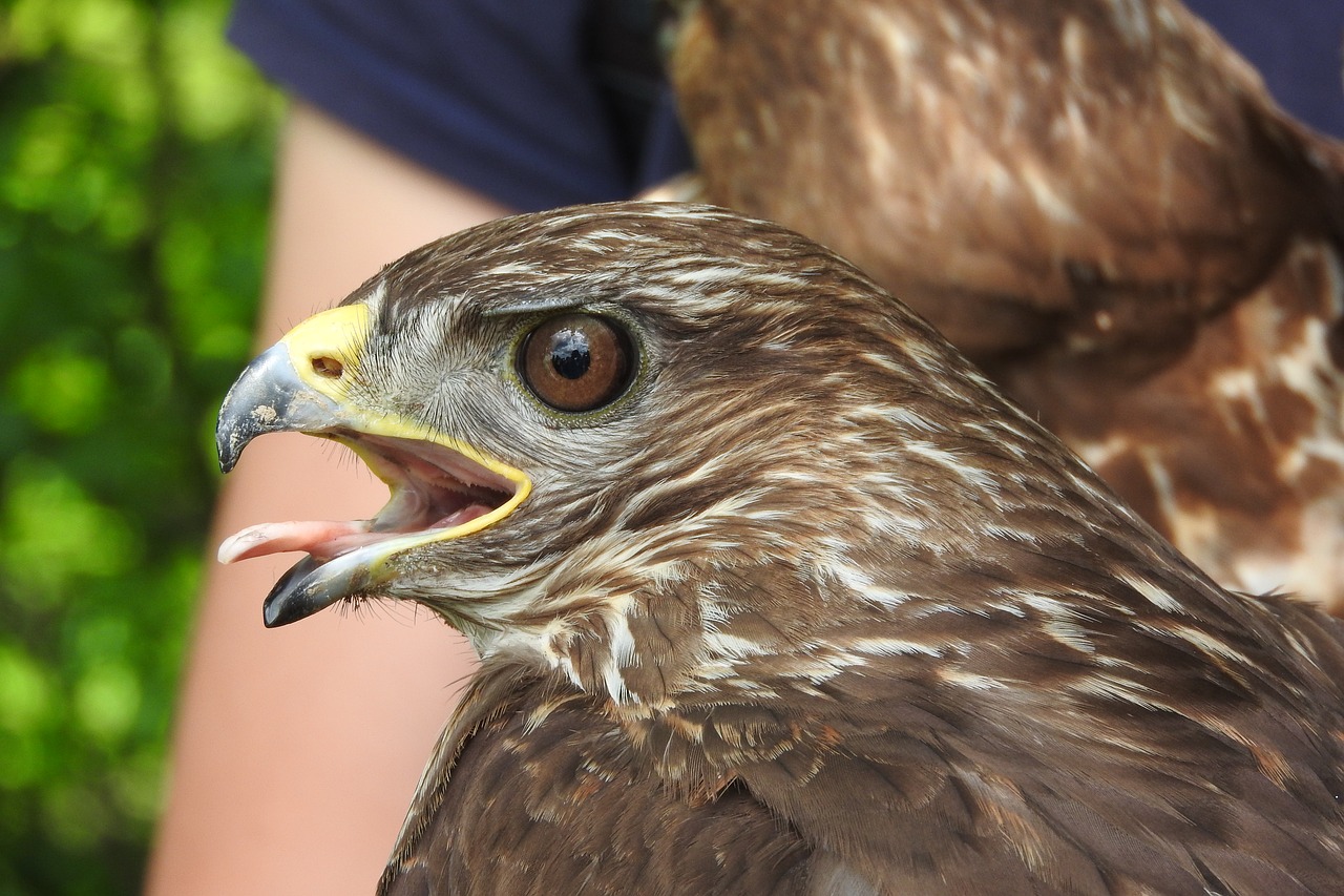 beak buzzard head free photo