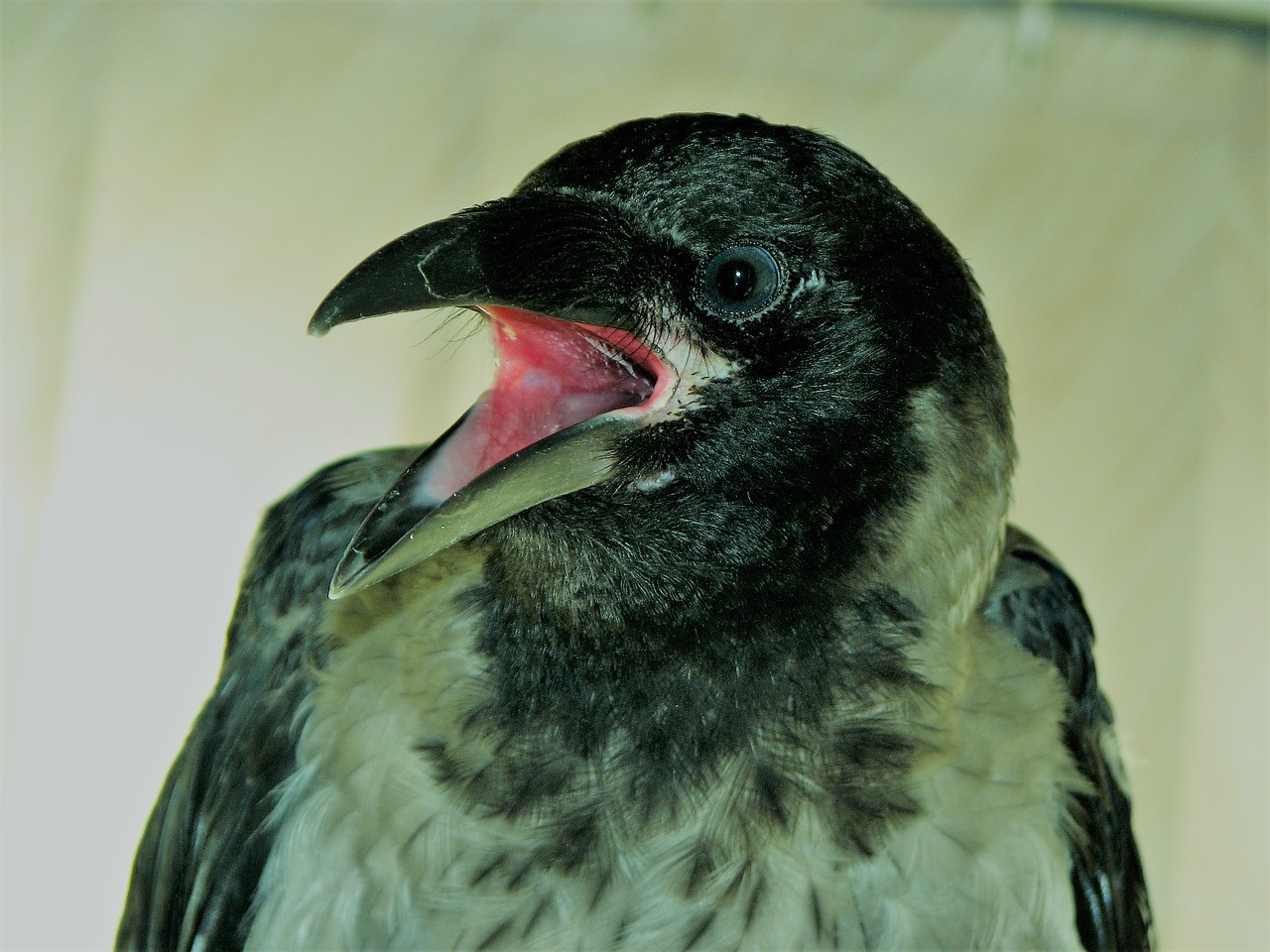 beak crow eat free photo