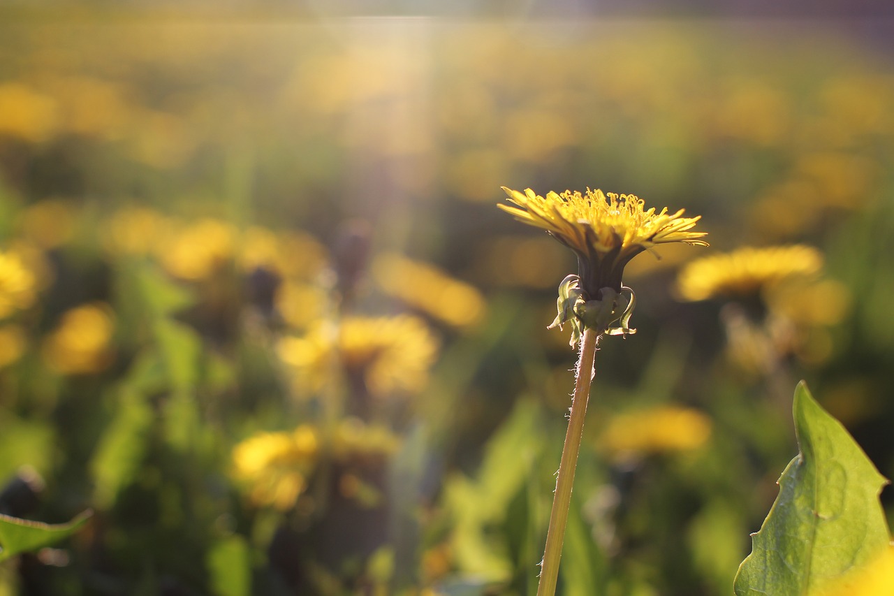 beam beautiful blossom free photo