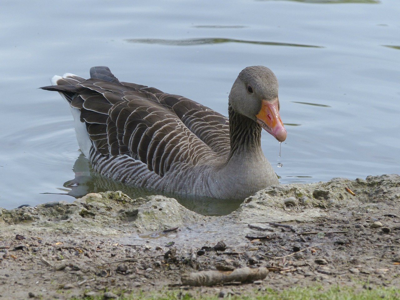 bean goose feathered animal free photo