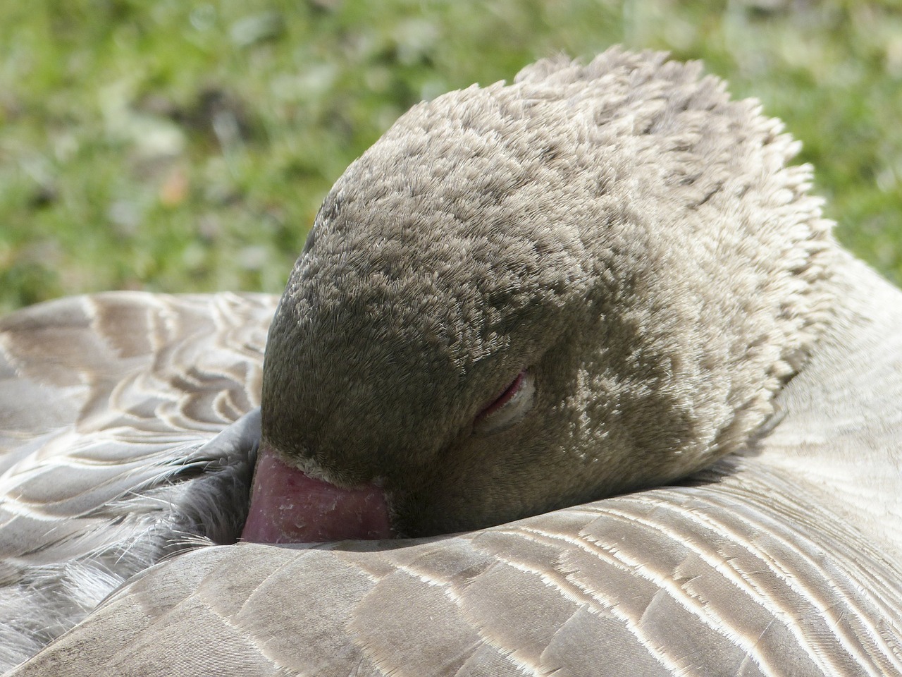bean goose sleeping feathered free photo