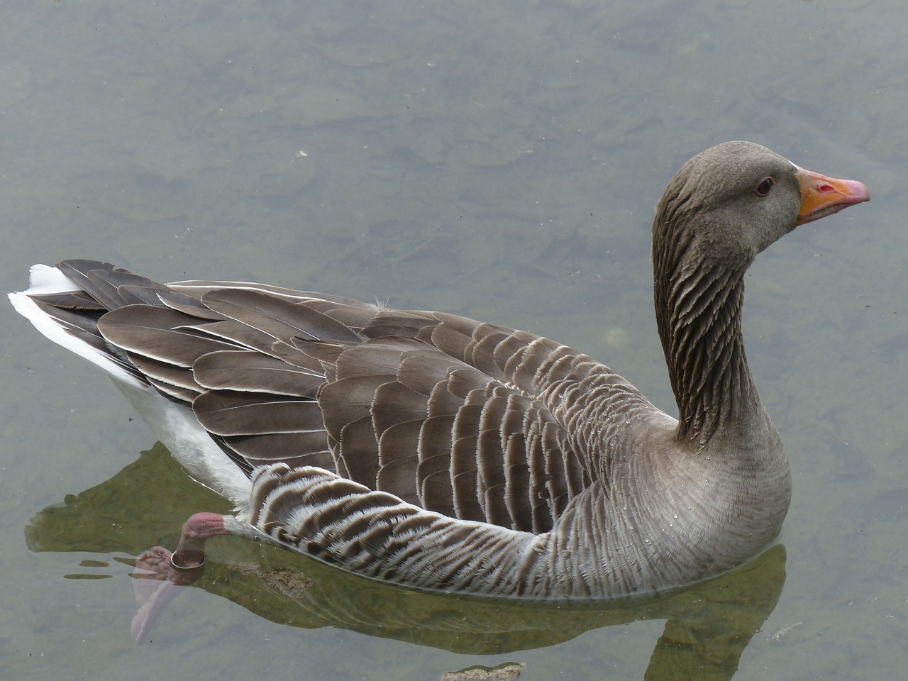 bean goose feathered animal free photo