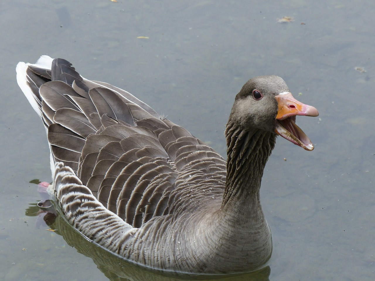 bean goose feathered animal free photo