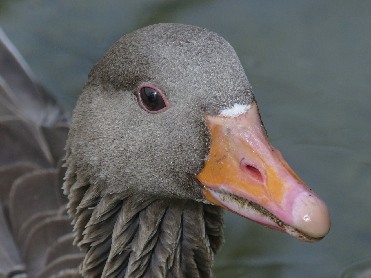 bean goose feathered animal free photo