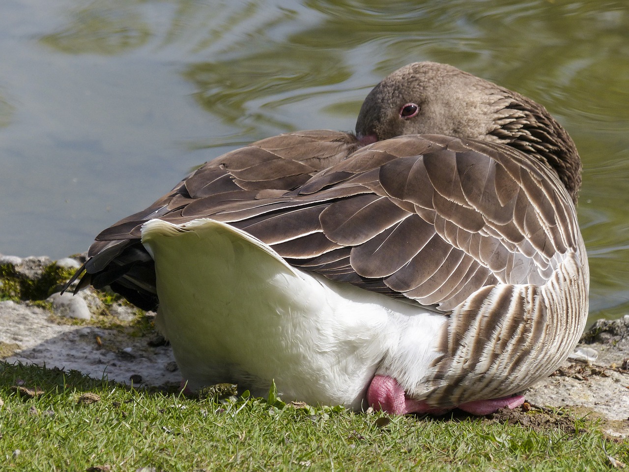 bean goose feathered animal free photo