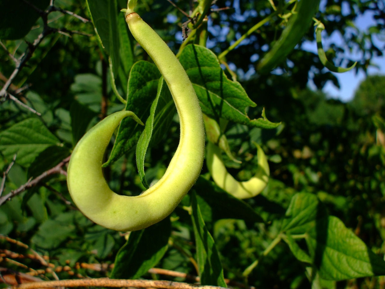 bean pod bean pod free photo