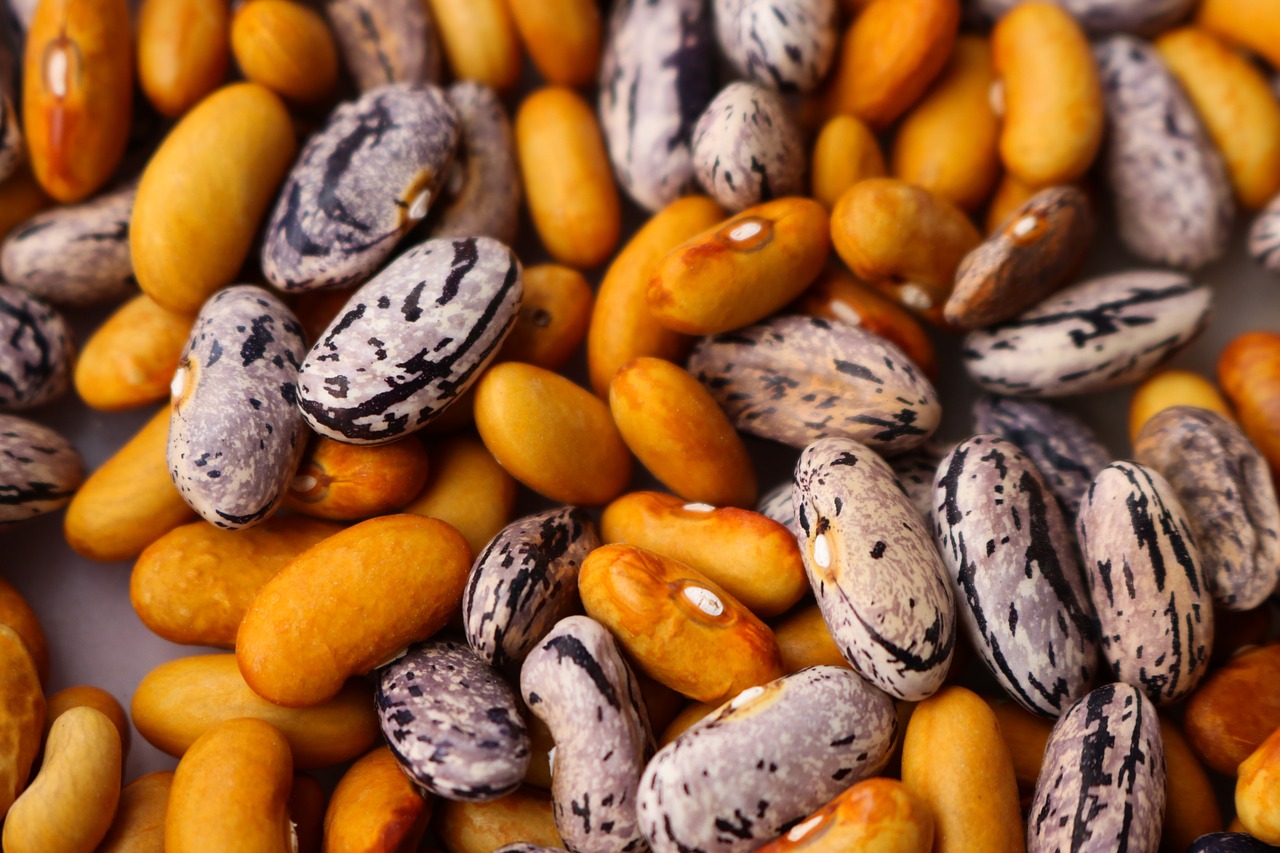 beans haricot dry free photo