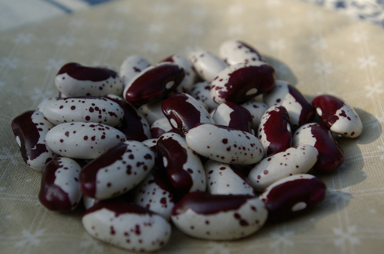 beans cores harvest free photo