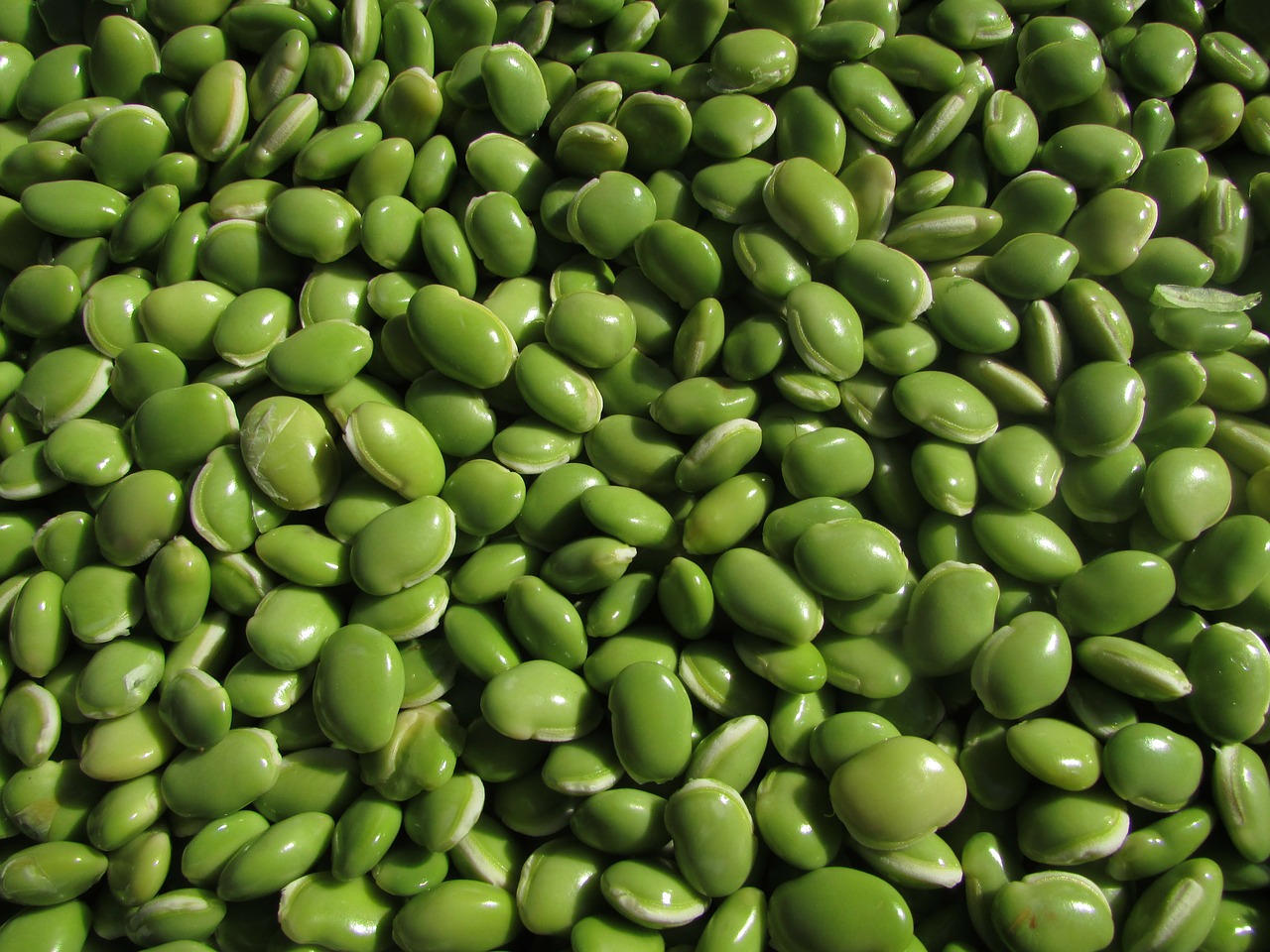 beans leguminous plants pulse free photo