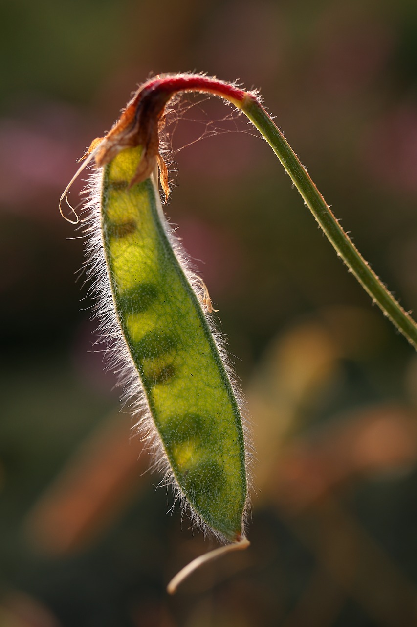 beans against light nature free photo